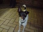Jack Russell Hündin