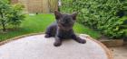 Zulu m eine Selkirk Rex - frotteebisflauschig - sucht Dich