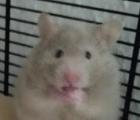 Reinrassig Teddyhamster Babys