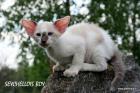Oriental and Seychellois kittens for good price