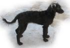 Mixe und auch rassereine Hunde