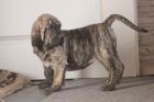 Fila Brasileiro Welpen