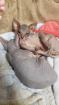 Sphynx-Kitten Don-Sphynx noch zu haben 13 Wochen alt