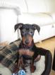 Reinrassiger Zwergpinscher ohne Papiere 4 Monate alt abzugeben