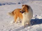 Collie Welpen amerik. Typ sable mit Papieren