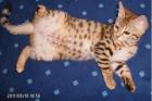 Bengal Kitten / Kater in Brown Rosetted 13 Wochen
