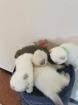 Bkh/Scottish Fold Kitten 6J 1 W