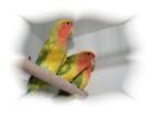 Agaporniden Pfirsich Schwarz und Rosenköpfchen