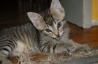 Wunderschönes Katzenbaby Mix Türkisch Angora/Hauskatze abzugeben