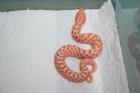 Hakennasennattern Albio 100 het Albino abzugeben