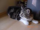 Kleine Persermischlings Katze sucht zuhause