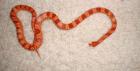 2 Kornnattern 18 monate alt 95 cm 90 -