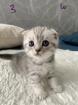 BKH / Scotisch Fold Kitten-Nur 2 Kitten - frei