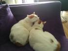 DRINGEND Katerpärchen sucht neues liebevolles Zuhause