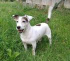 13 jähriger Jack russel Terrier rüde