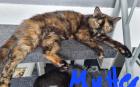 1 Bkh mix Katze mit 5 Kitten