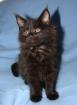 Typvolle verschmuste Maine Coon Kitten
