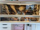 2 Leopardgecko Damen mit Terrarium