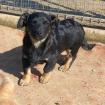 Flaps / Status sucht ein Zuhause