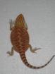 Wunderschöne Farbbartagamen Red Firetiger Orangetiger