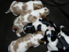 Cavalier King Charles mit Papiere suchen neues Zuhause
