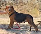 Myrto - kein Blick mehr zurück . die Bruno du Jura Hundedame möchte nur nach v