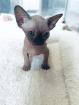 5 Canadian Sphynx suchen liebevolles zuhause ab dem 27. 11. 2023