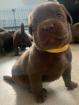 Labrador Mischlinge