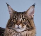 Süße typvolle Maine-Coon Babys