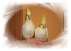Nestjunge Handaufgezogene Nymphensittiche