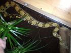 1. 0 Boa c. abzugeben
