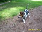JACK RUSSEL HÜNDIN sucht DRINGEND Zuhause mit VIEL ZEIT