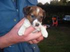 Jackrussel Welpen mit Erstimpfung Impfpass heute abzuholen