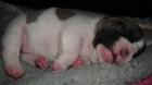 Französische bulldoggen welpen