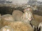 Bergschaf-Widder