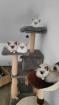 Heilige Birma Kitten - reinrassig suchen ein liebevolles Zuhause