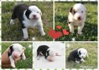Australian Shepherd