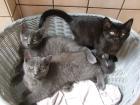 Süße kleine Kätzchen / Kitten / Katzenbabys