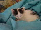 12-Wochen alter stubenreiner Kater zu verschenken