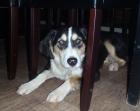 Militsa Collie Mix-Hündin möchte nur nach vorne blicken