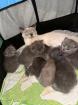 4 süße reinrassige BKH Kitten in der Farbe Blue und Lilac