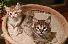 2 typvolle Katzenkinder Norwegische Waldkatze in amber Bernstein