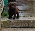 Labrador Welpen