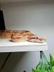 Salmon Kaiserboa männlich 1. 70m lang 2. 5kg schwer geboren 2022