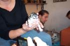 Husky-malamut welpen geb. am 18. 10. 2022