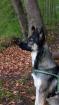 Deckrüde Schäferhund husky Mix