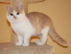 BKH Kater creme-weiss