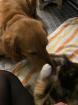 Trines Kitten suchen ein zu Hause