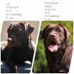 Wurfankündigung reinrassige braune Labrador Welpen