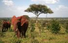 Serengeti Nationalpark-9 Tage Green Camp Safari